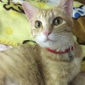 里親決定！茶トラ♀美猫の茶美（チャミ）