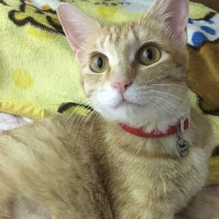 里親決定！茶トラ♀美猫の茶美（チャミ）
