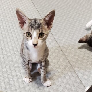☆キジシロ猫の男の子のオト君