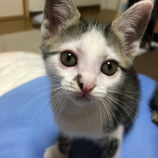 【7/19予約制譲渡会】甘えん坊の女の子です！