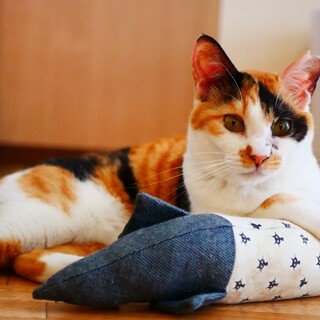 とても賢い子★美しい三毛柄★ミクちゃん