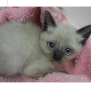 団体様より引き出し。子猫♀075