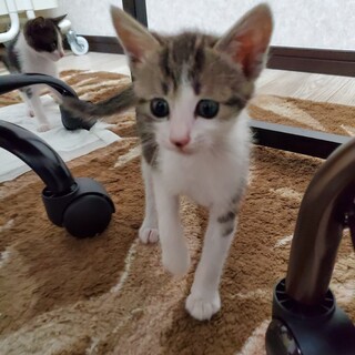 生後約2カ月☆キジシロ猫のイトちゃん
