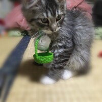 陽(あかり)ちゃん
