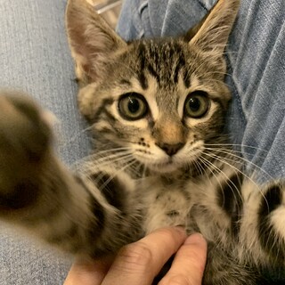 家族が出来ました♡推定2〜3ヶ月齢☆キジトラ子猫♀