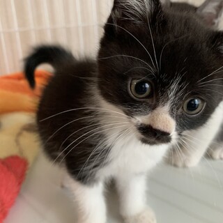 お鼻の柄がかわいい甘えたさん