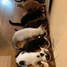 今年も子猫保育園状態です！里親募集中！