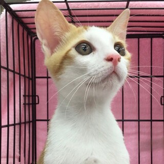 ゴロスリ甘えん坊茶白男子★いつき