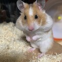 やむを得ない事情でカラハム♀里親さん募集