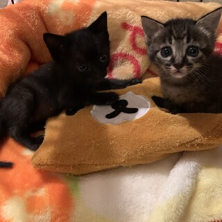 ビニール袋に入れられていた仲良し姉妹一緒に家族に！