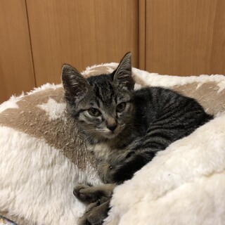 トライアル中★シャーロットちゃん