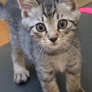 ③かわいい5兄弟（キジトラ）