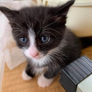 元気いっぱいハチワレの男の子