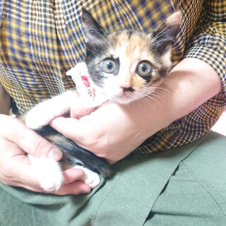 ステキメイクな胡蝶(こちょう)とお幸せに♡