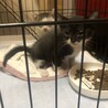 黒白　生後2ヶ月　オス　 サムネイル2