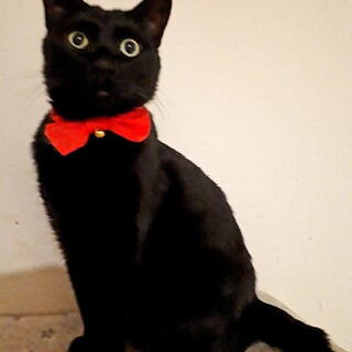 人が大好きな甘えん坊の男の子　去勢済み！