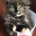 【しいたけ】おかげ様で里親様が決まりました！