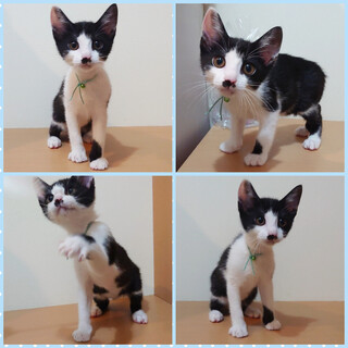 元気で甘えん坊☆動画あります♪