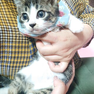 大きな瞳の甘えん坊八雲とお幸せに♡