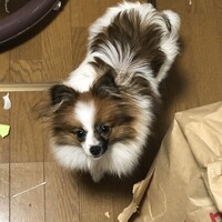 はなび