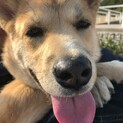 引き取りしてくださる方探しています