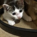 2か月 ハンサムな白キジ子猫男の子