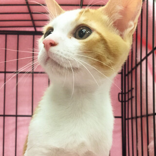 募集一時停止イケニャンゴロスリ茶白いつき君