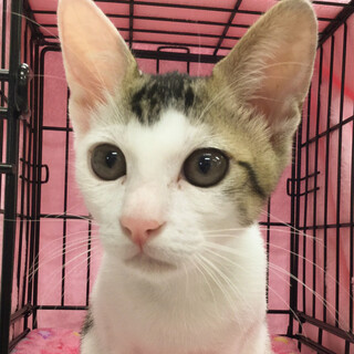 ゴロスリ馴れ馴れ甘えん坊キジ白男子