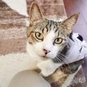 3歳半キジ白 おしゃべりな女の子