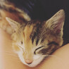 5月頭〜半ばに産まれた子猫(メス)です サムネイル5