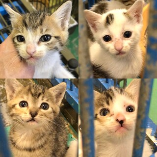 小さい４子猫／動画あり