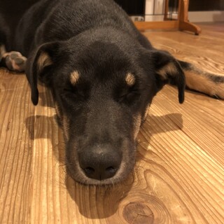 まだまだやんちゃな子犬、すももちゃん！