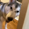ハスキー♂人懐こい性格です。