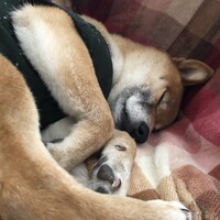コロ助
