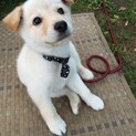 生後3ヶ月くらい！可愛い白のワンちゃん
