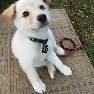 生後3ヶ月くらい！可愛い白のワンちゃん
