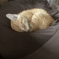 、茶トラの３ケ月の男の子