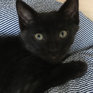 一旦募集停止中⭐️活発な黒猫男の子2.5ヶ月