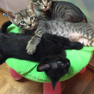 応募者多数のため、一旦停止します