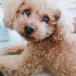 トイプードル4キロ小さいです