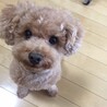 よろしくお願い致します