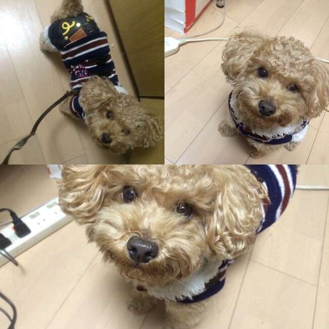 よろしくお願い致しますのカバー写真
