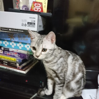 可愛くて人懐っこい子猫のマンチカン　血統書付き