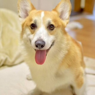 コーギー♂ズッキー推定2歳