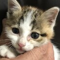 飼い主になってもらえませんか