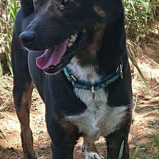 社会化完璧  飼いやすい