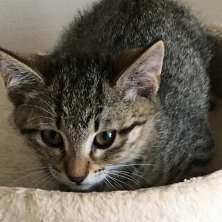 募集停止中⭐️ゴロゴロなキジ子猫男の子2.5ヶ月