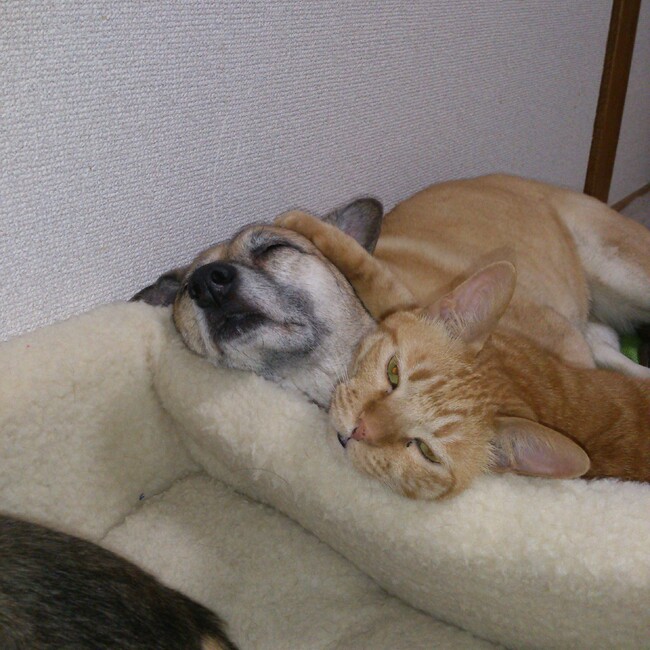 にゃんこもり　東大阪 外猫サポートの会　(旧　にゃんこ道)のカバー写真