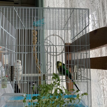 ぷぷ君が遊びに来たよ！！