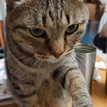 うちのボス　花ちゃんのお手！